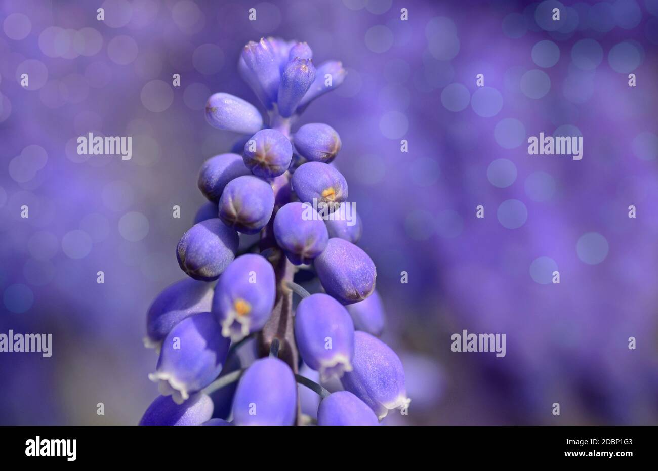 Iazynthe Foto Stock