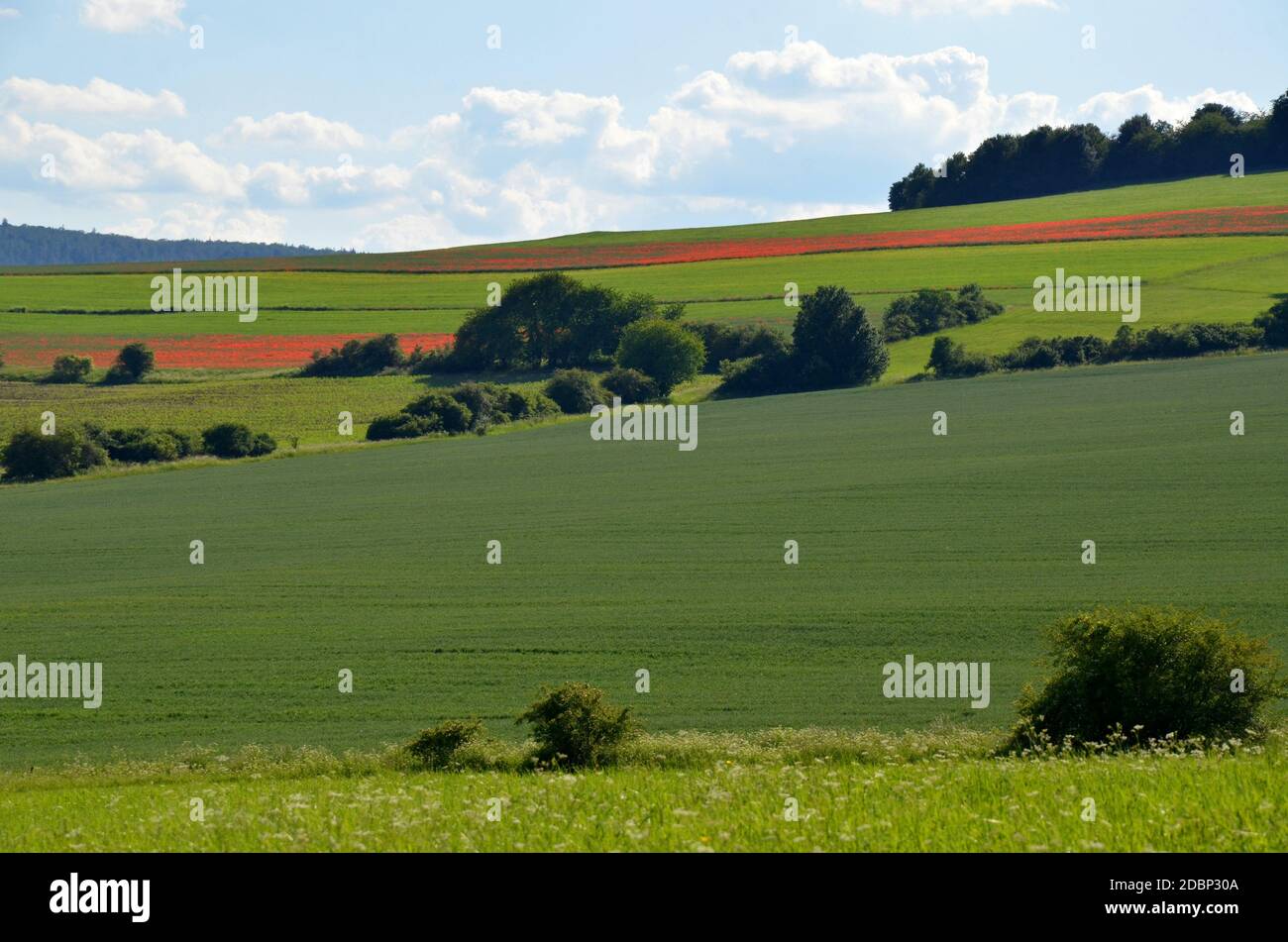 Campi di papaveri rossi nel Rhoen Foto Stock