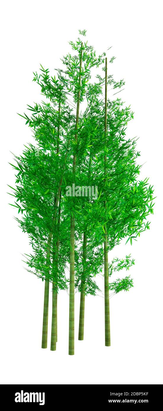 3D rendering di bambù verde alberi isolati su sfondo bianco Foto Stock