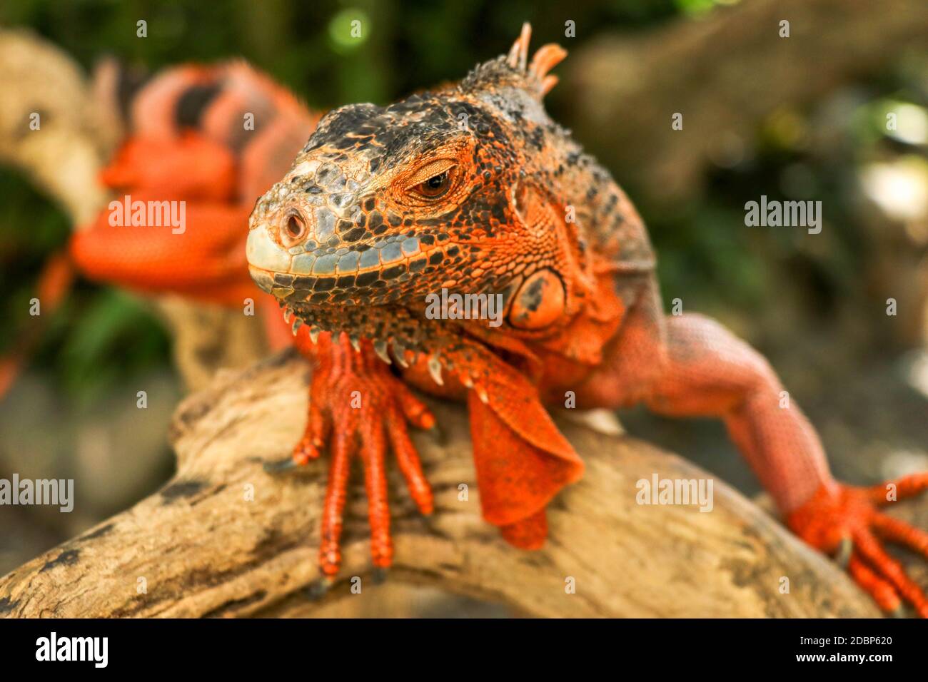 Bella Iguana rossa su legno, primo piano animali. Iguana color arancione si siede sul driftwood e guarda la macchina fotografica. Una sottospecie del Morfo Rosso. Timido Foto Stock