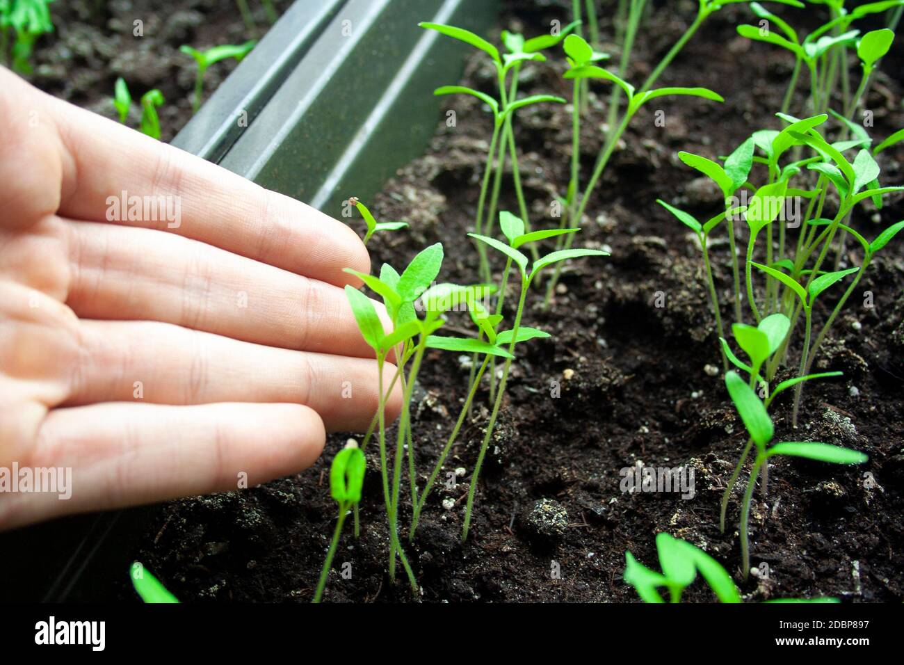 Un sacco di germogli verdi freschi di giovane cespuglio di pomodoro al sole con mano maschile. Giovani pianta crescenti di pomodoro su primavera. Giovani pianta di primavera per seme a casa Foto Stock