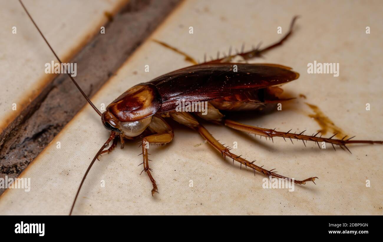 Cockroach americano morto della specie Periplaneta americana Foto Stock