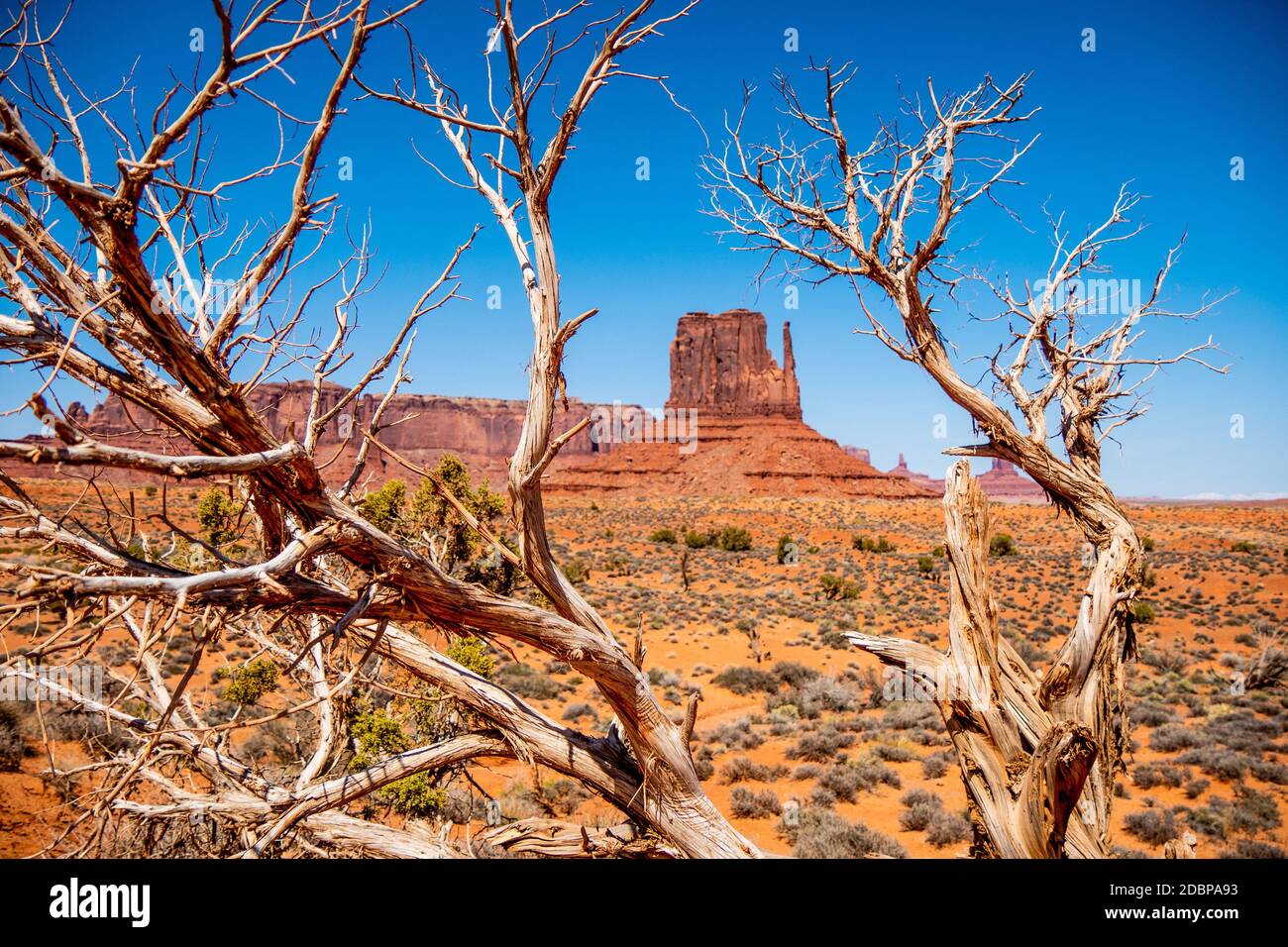 Alberi secchi marcio a Monument Valley in Utah - viaggio fotografia Foto Stock