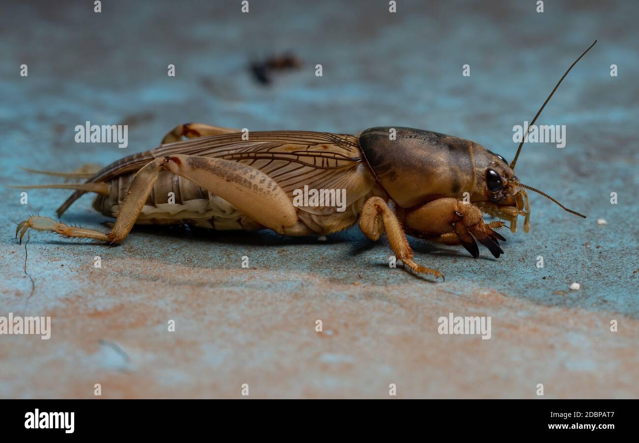 Mole Cricket adulto del genere Neoskappteriscus Foto Stock