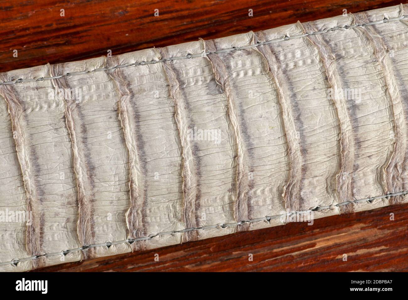 Particolare della cintura di pelle di serpente. Un primo piano di una cintura del serpente più velenoso King cobra sull'isola di Bali in Indonesia. Prodotto da officina di cuoio. Tann Foto Stock