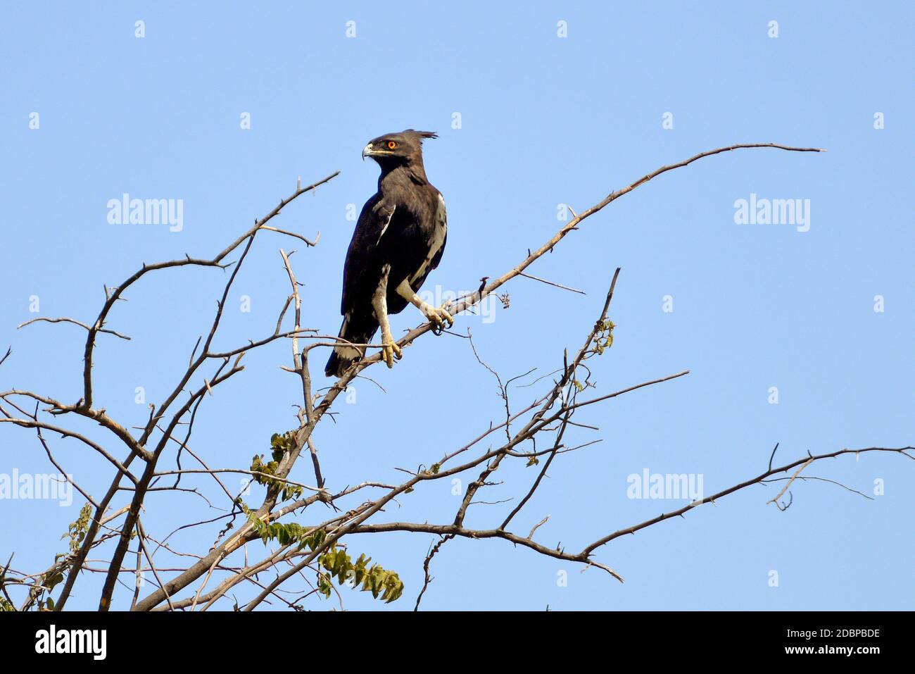 Aquila di serpente sulla riva del fiume Okavango in Botswana Foto Stock