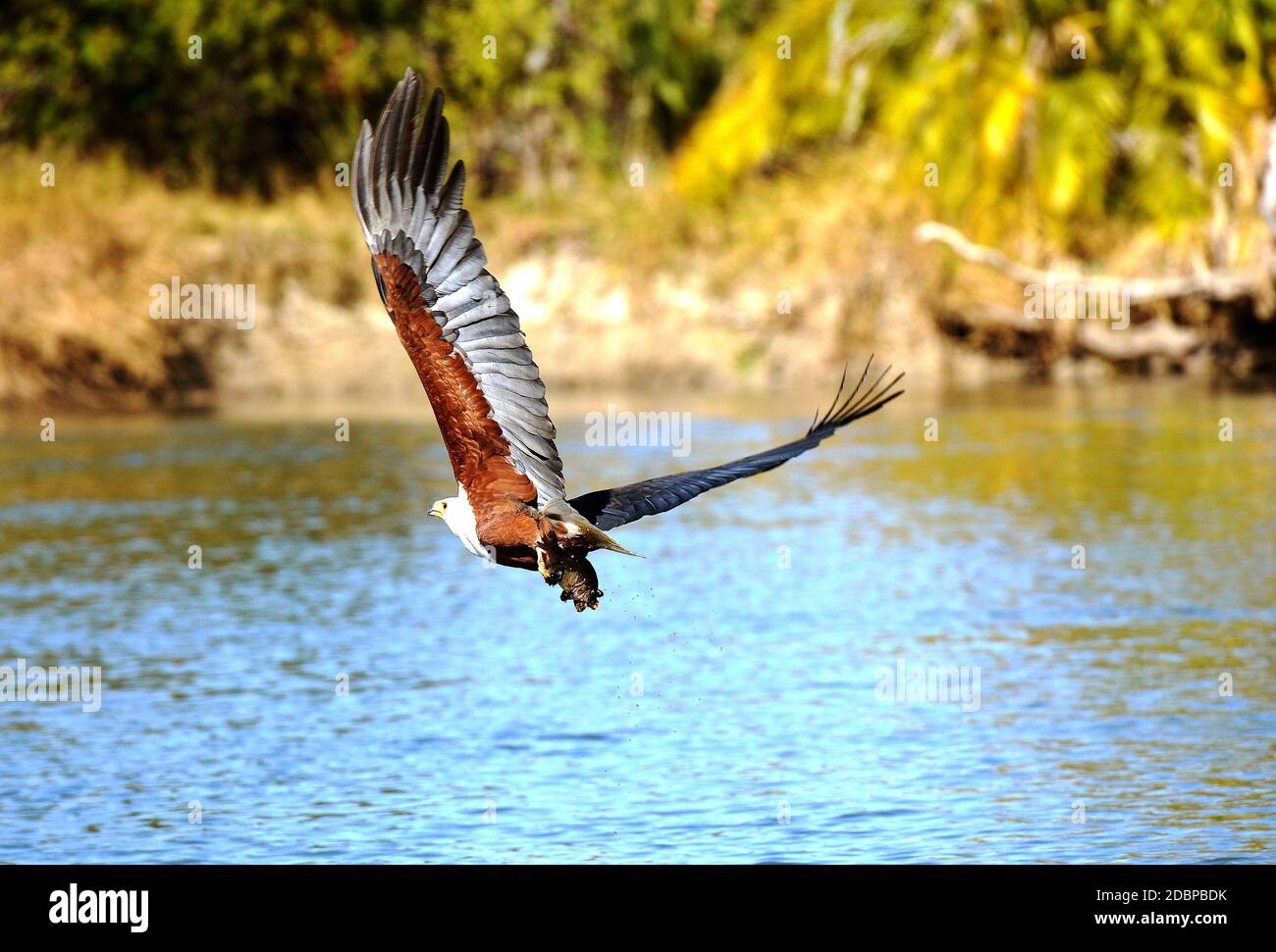 Aquila africana che cerca la preda sulle rive del fiume Okavango in Botswana Foto Stock