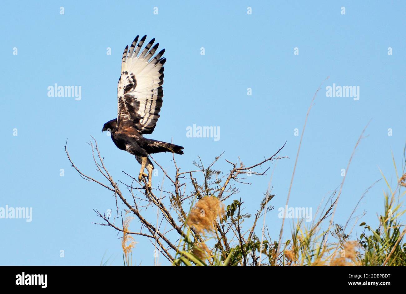 Aquila di serpente sulla riva del fiume Okavango in Botswana Foto Stock