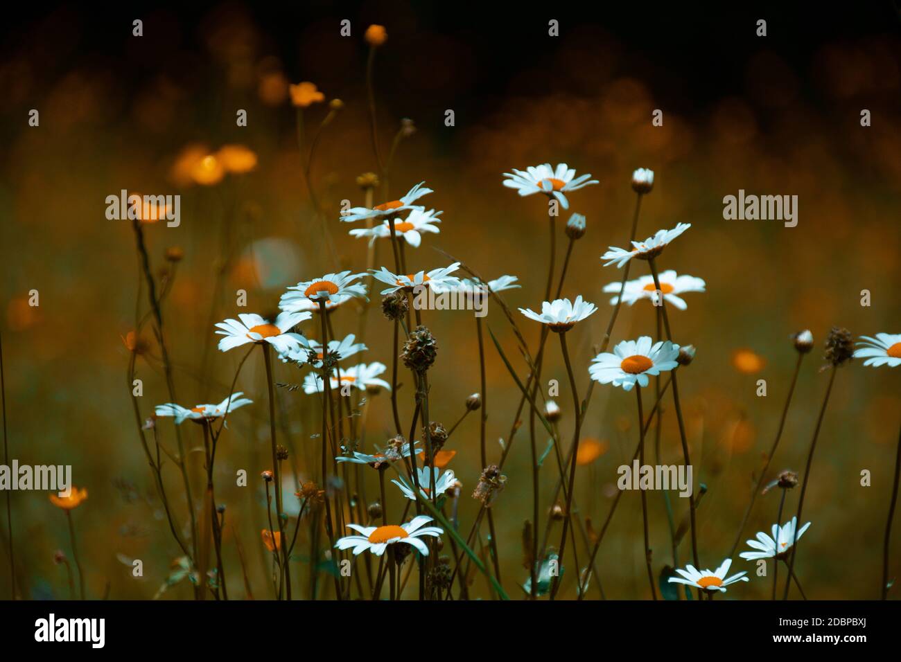 Fiori selvatici nei campi Foto Stock