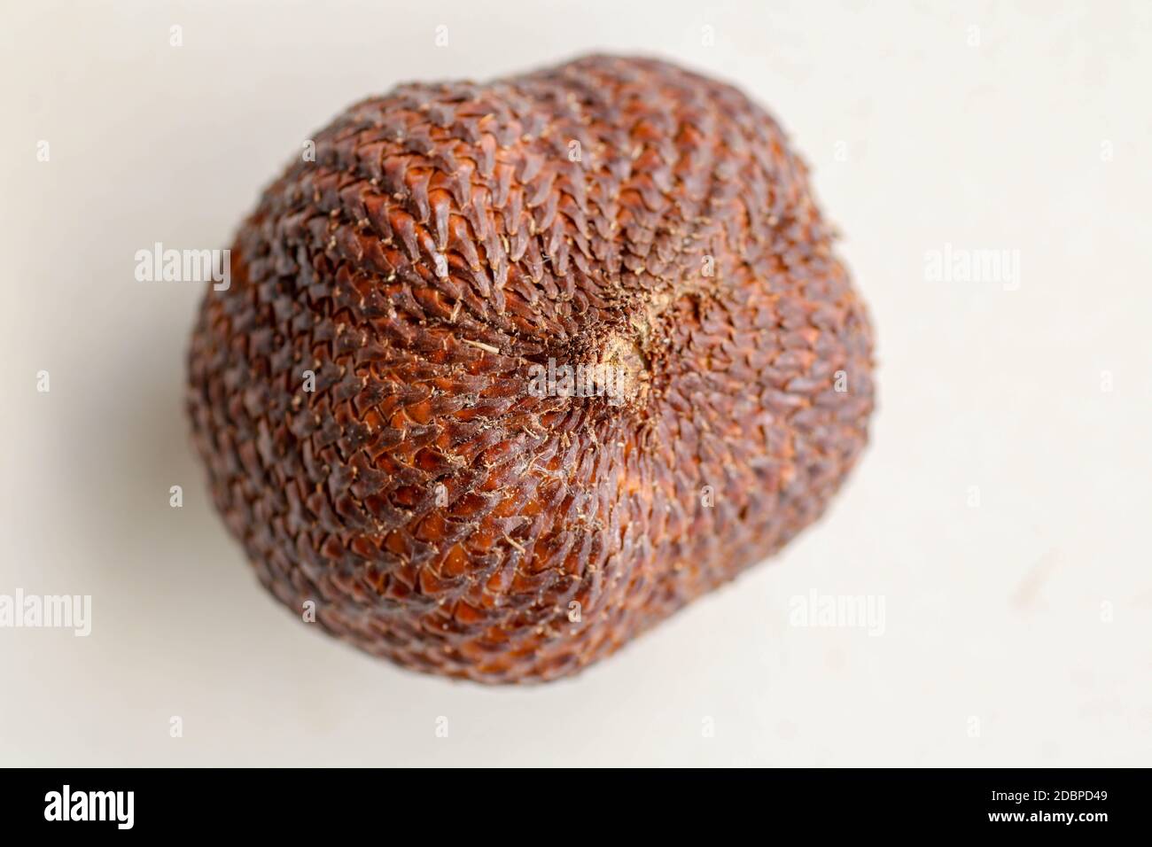 Primo piano di un singolo pezzo di frutta di serpente. Vista dall'alto di una singola frutta sana. Salak pondoh è una delle cultivar di salak che si sviluppa principalmente nella zona di Bal Foto Stock