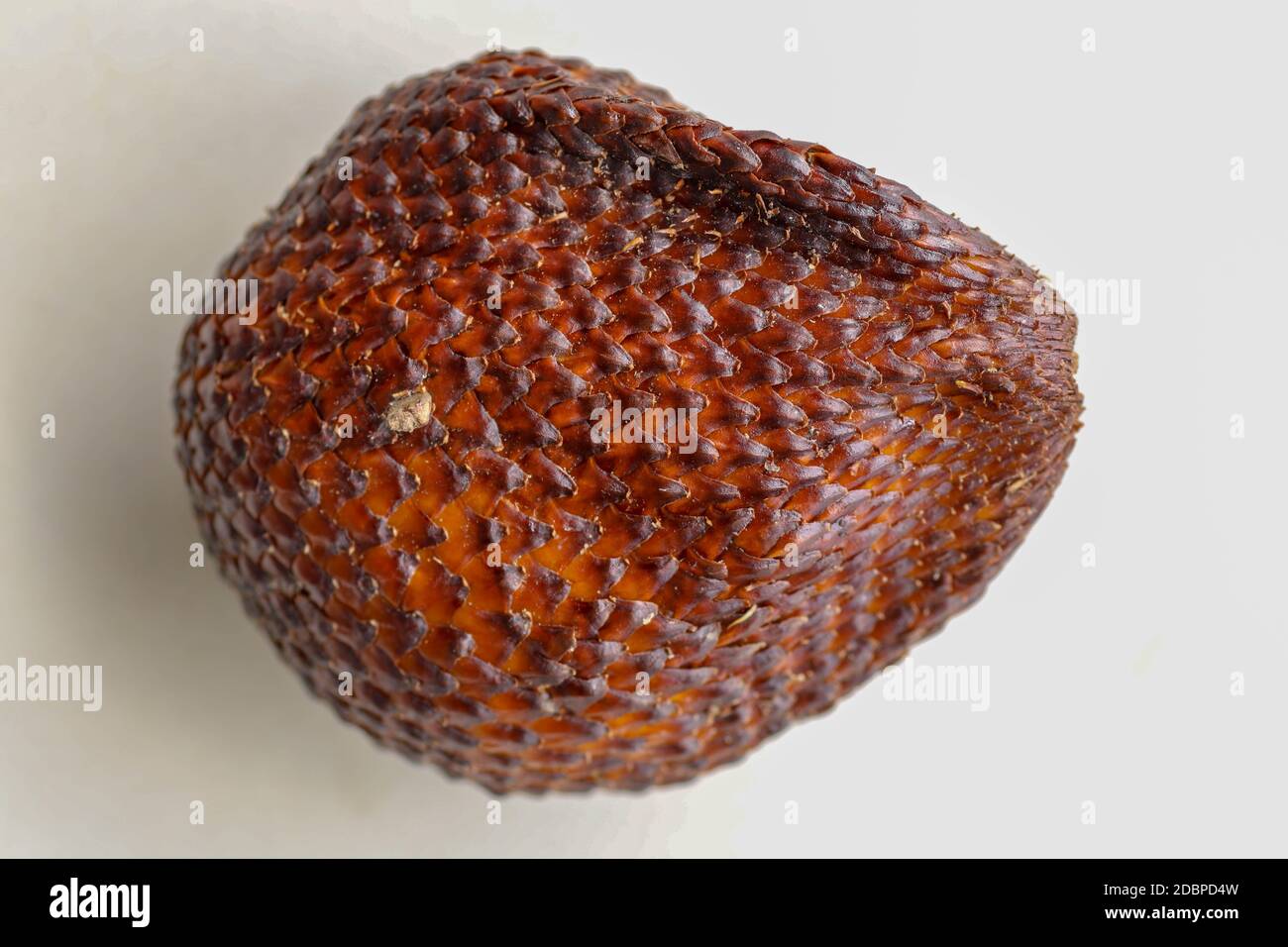 Primo piano di un singolo pezzo di frutta di serpente. Vista dall'alto di una singola frutta sana. Salak pondoh è una delle cultivar di salak che si sviluppa principalmente nella zona di Bal Foto Stock