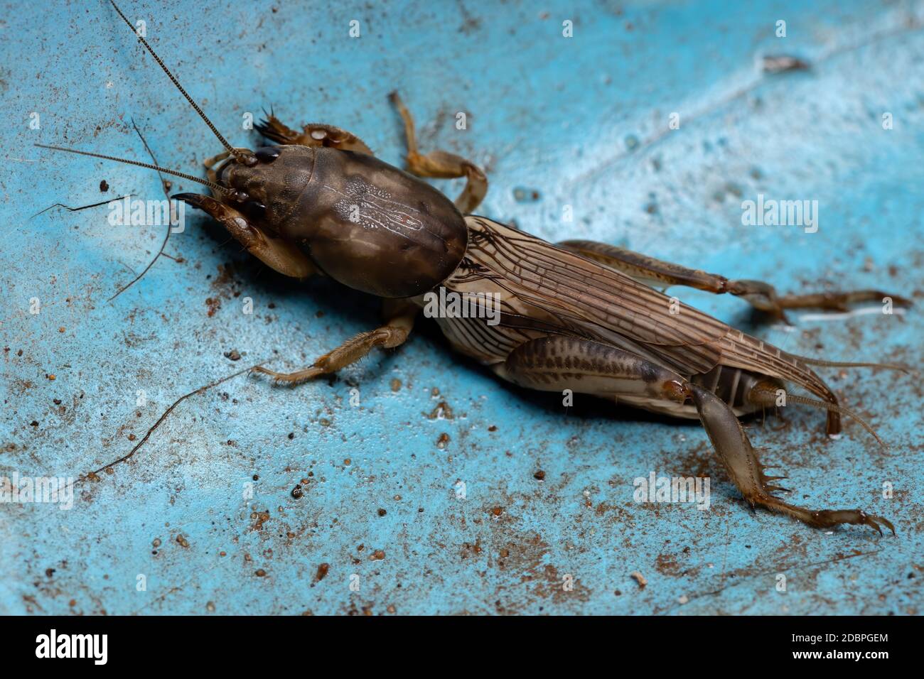 Mole Cricket adulto del genere Neoskappteriscus Foto Stock
