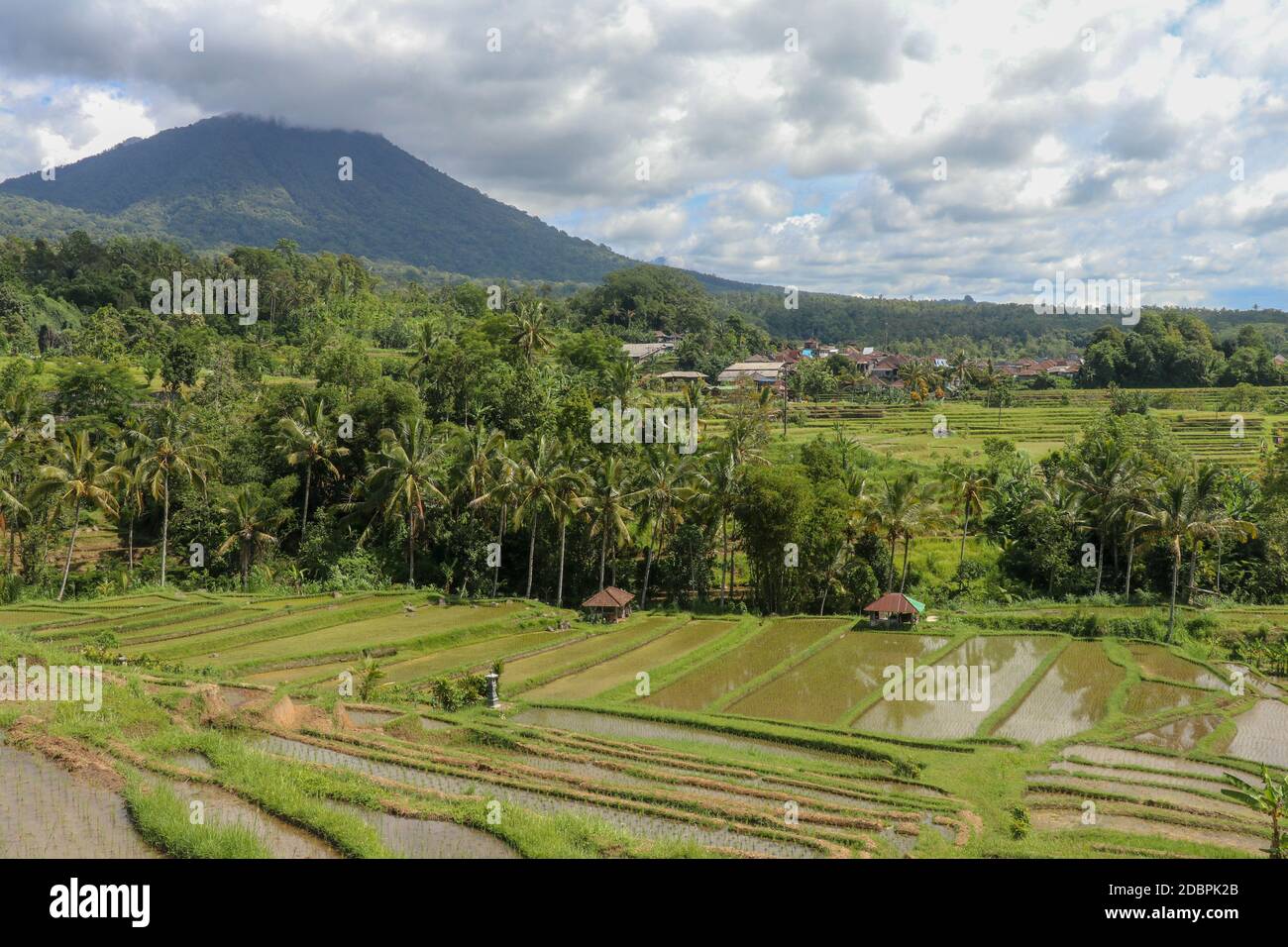 Campo con giovani giovani giovani giovani giovani giovani giovani giovani giovani giovani giovani giovani giovani giovani giovani giovani giovani giovani di riso bevuti con acqua. Campi di riso verde sull'isola di Bali, vicino a Ubud, Asia. Risaie di Jatiluwih, Bali, Indonesia - Foto Stock