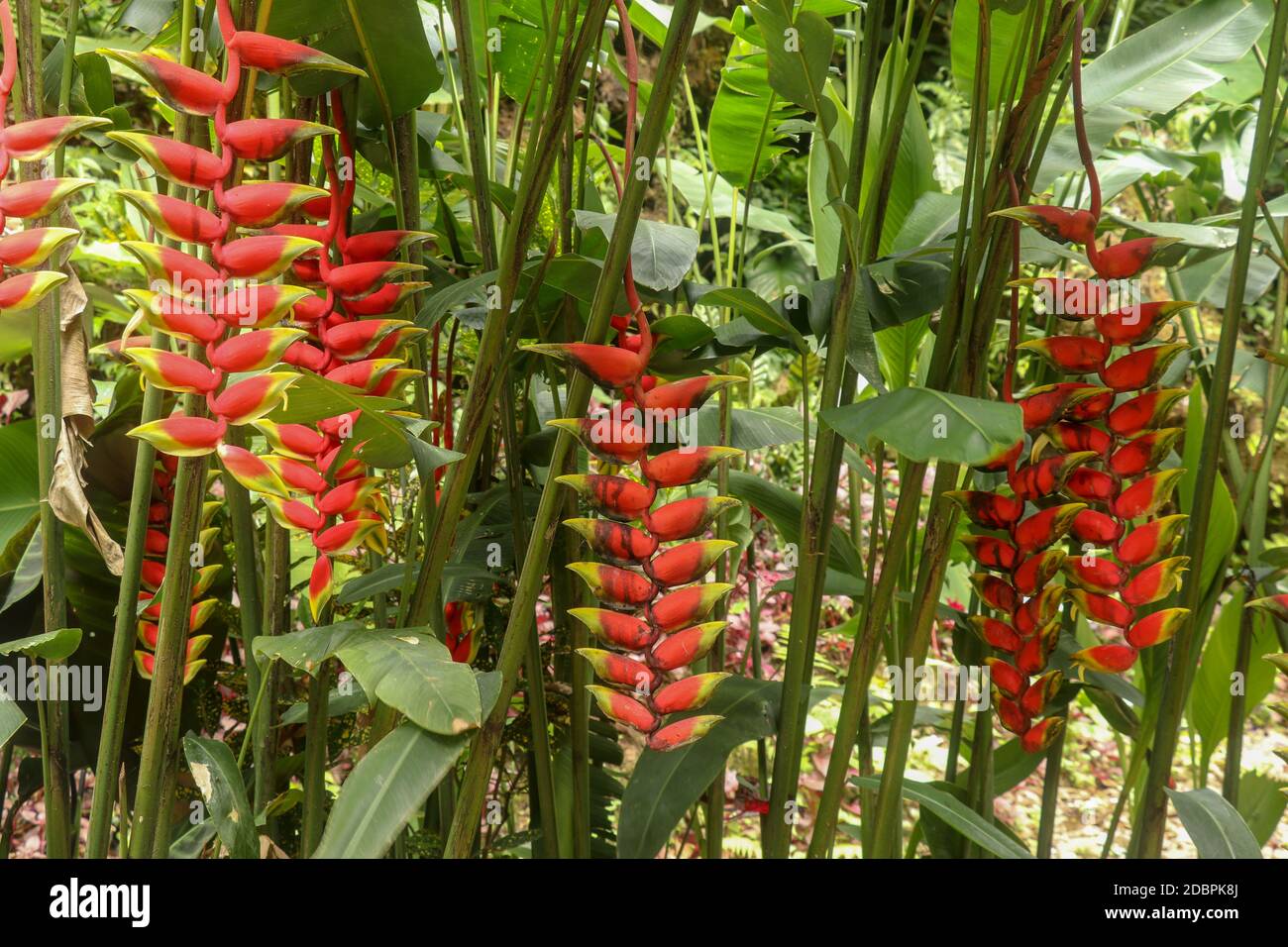 Grappoli con fiori rossi a punta verde, dalla pianta di Heliconia rostrata.  Bright Heliconia rostrata o Lobster Claw fiore appeso a Bali Island. T Foto  stock - Alamy