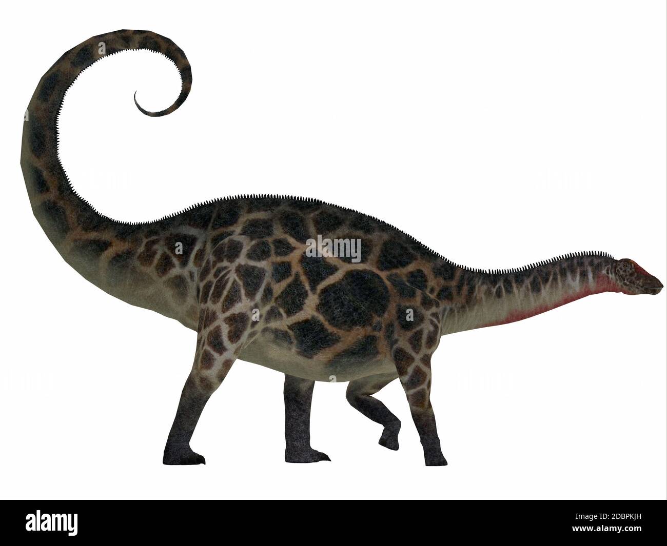 Dicraeosaurus era un sauropod dinosauro erbivoro che visse nell'era giurassica della Tanzania, Africa. Foto Stock