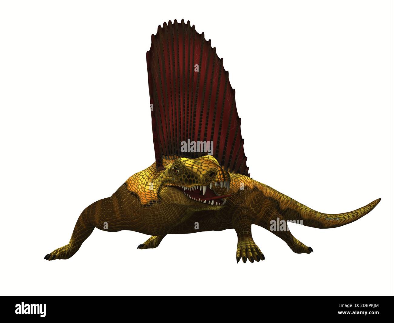 Dimetrodon era un mammifero-come sailback rettile che ha vissuto nel periodo di età permiana del Nord America e dell'Europa. Foto Stock