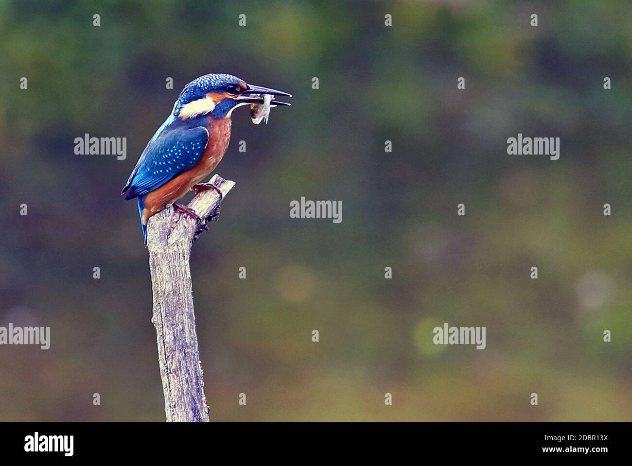 Kingfisher Alcedo atthis con preda Foto Stock