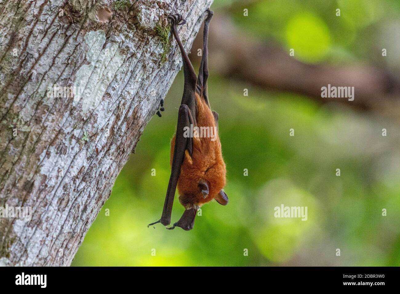 Sleeping bat appeso a un albero in natura Lokobe riserva rigorose in Madagascar, Nosy Be, Africa Foto Stock