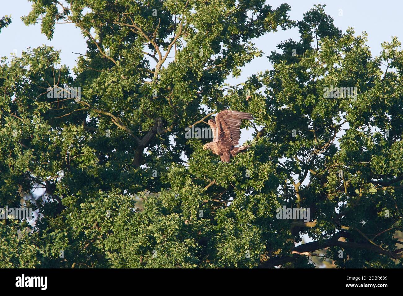 Aquila dalla coda bianca in volo al sole del mattino Foto Stock