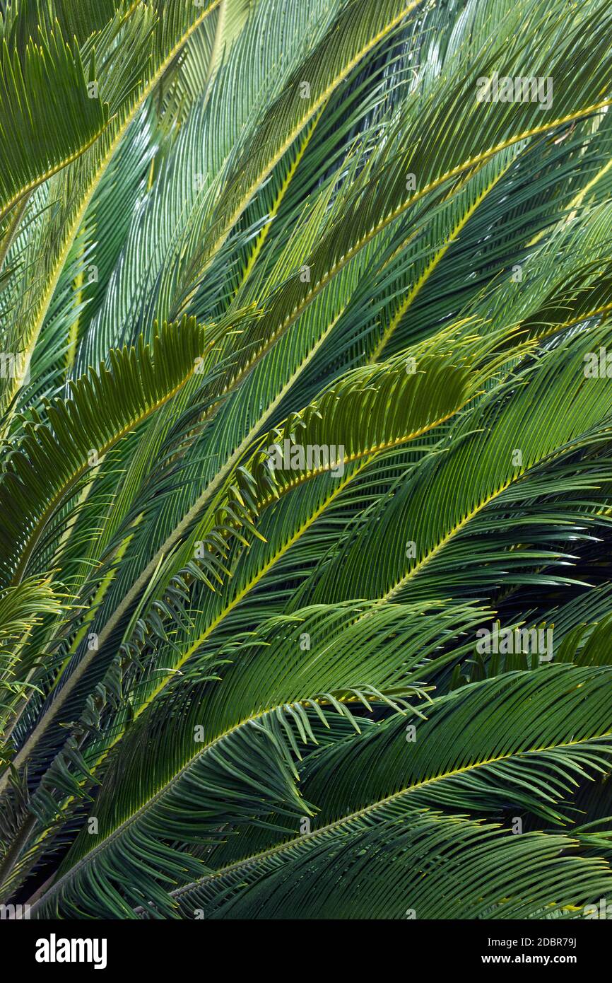 Sago Palm (Cycas revoluta). Chiamato Re sago, Sago cycad e giapponese sago palma anche Foto Stock