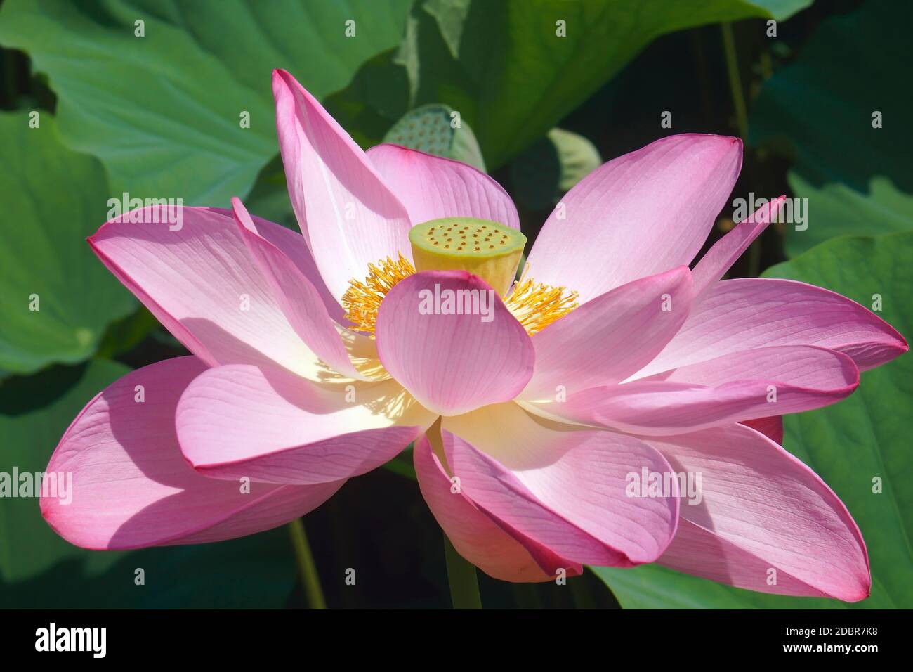 Sacro lotus (Nelumbo nucifera). Noto anche come Indian Lotus, fagiolo di India e Lotus. Foto Stock