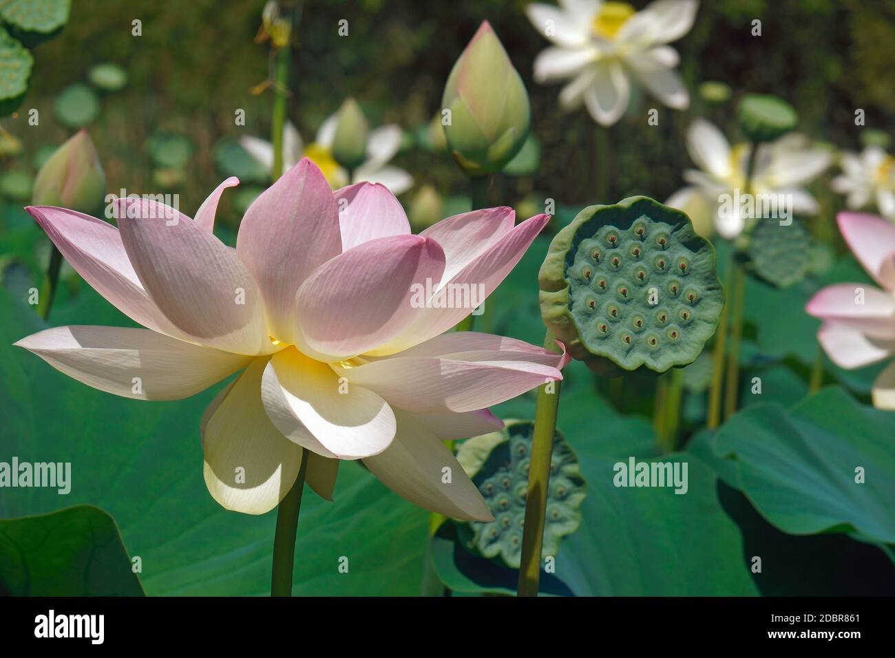 Sacro lotus (Nelumbo nucifera). Noto anche come Indian Lotus, fagiolo di India e Lotus. Foto Stock