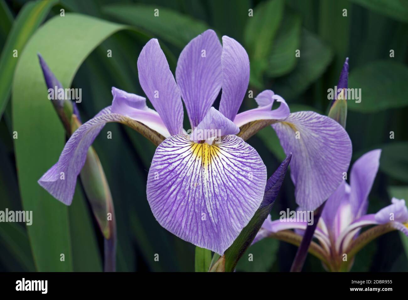 Virginia (Iris Iris virginica) Foto Stock