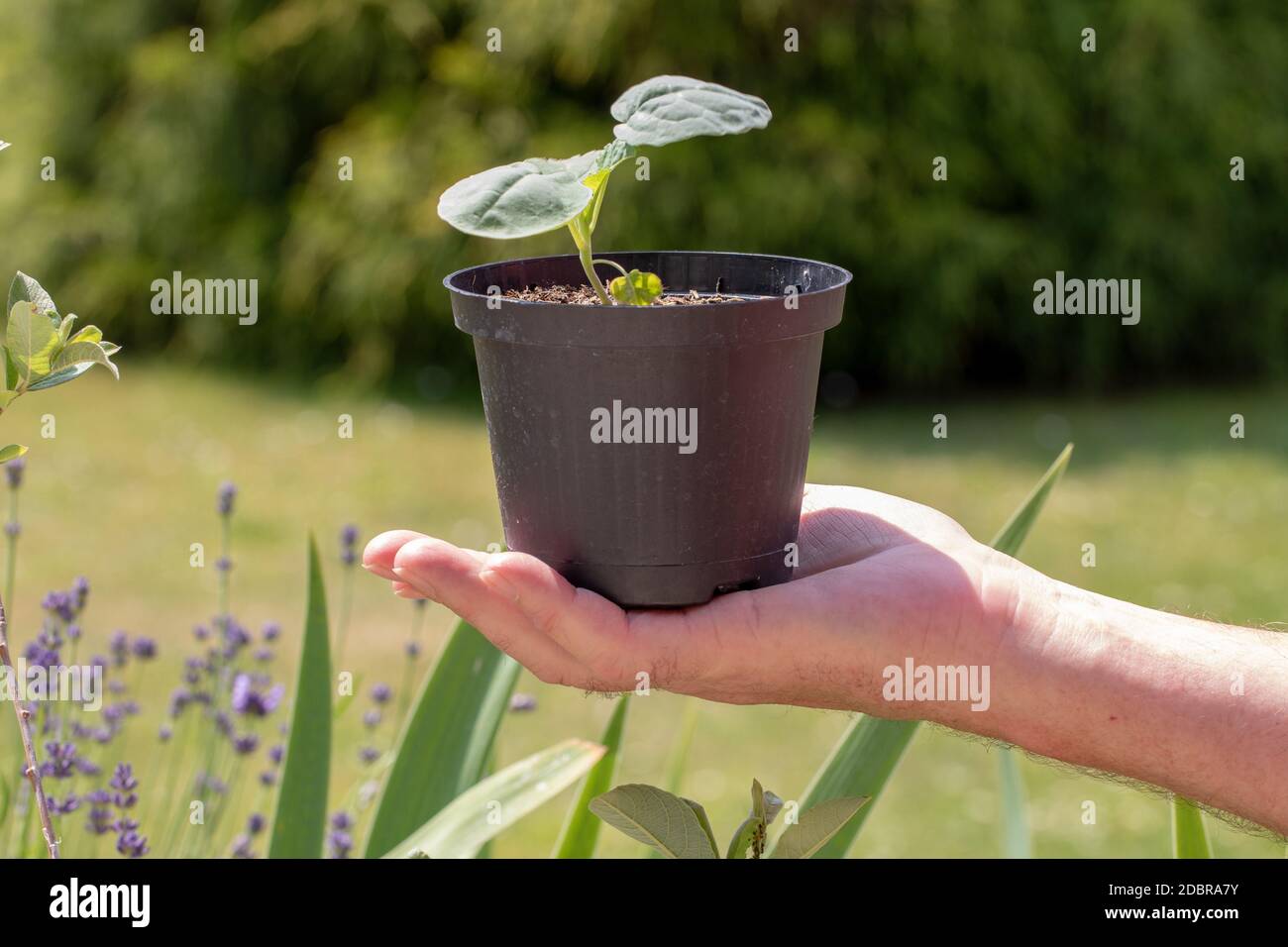 Broccoli che cresce. Fuoco selettivo sulla mano del giardiniere che tiene una pianta giovane di broccoli in pentola davanti a sfondo naturale verde. I giovani pianta sono re Foto Stock