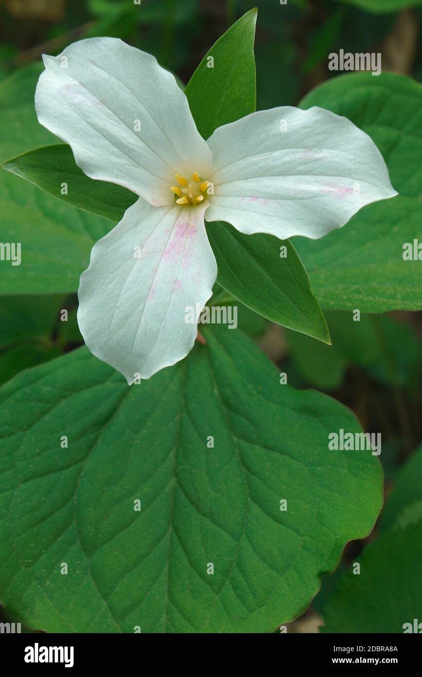 trillio bianco (Trillium grandiflorum). Chiamato trillium a fiore grande, Grande trillio bianco e Wake-robin anche Foto Stock