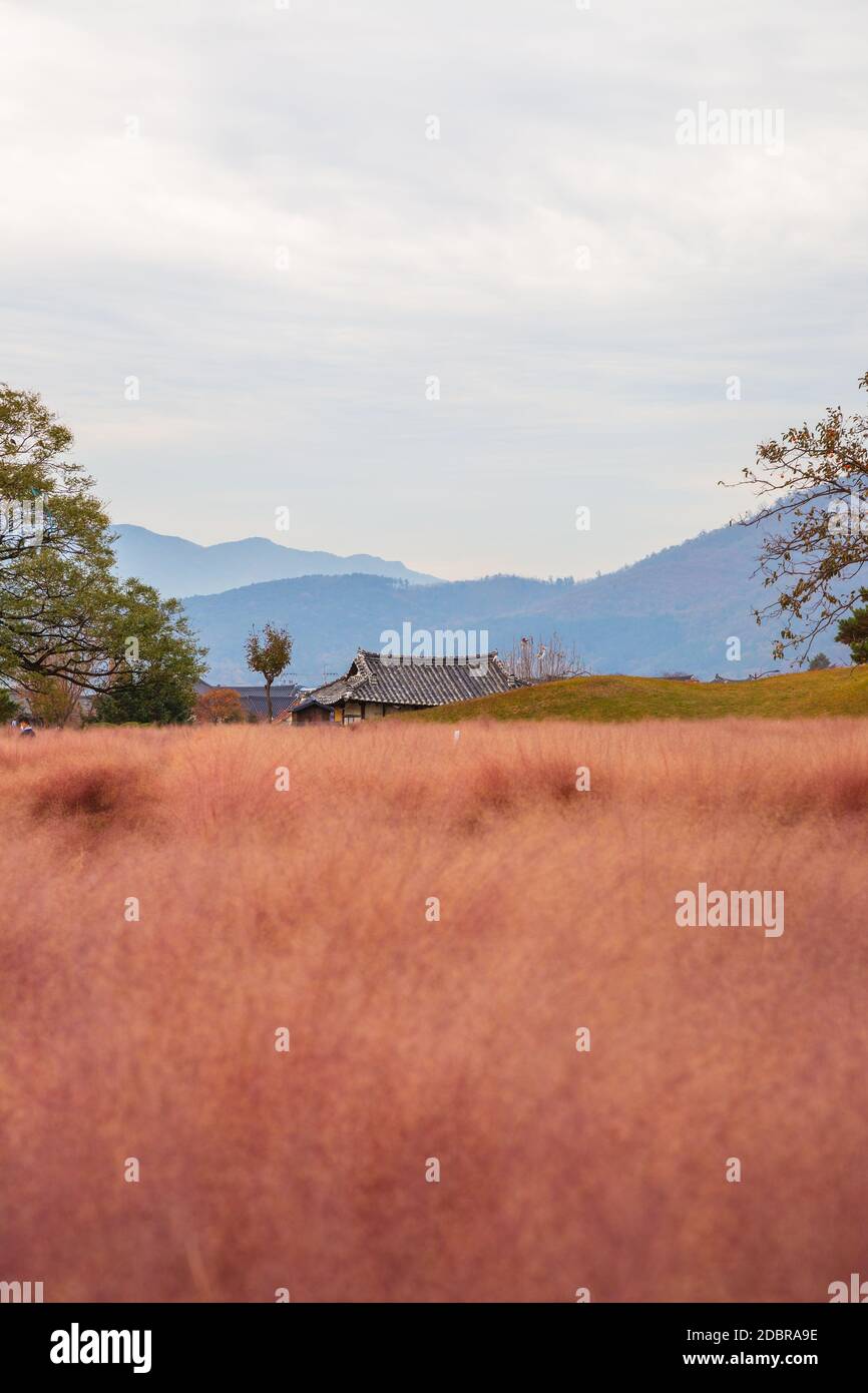 Campo di erba di muhly rosa e vecchia casa a Gyeongju, Corea Foto Stock