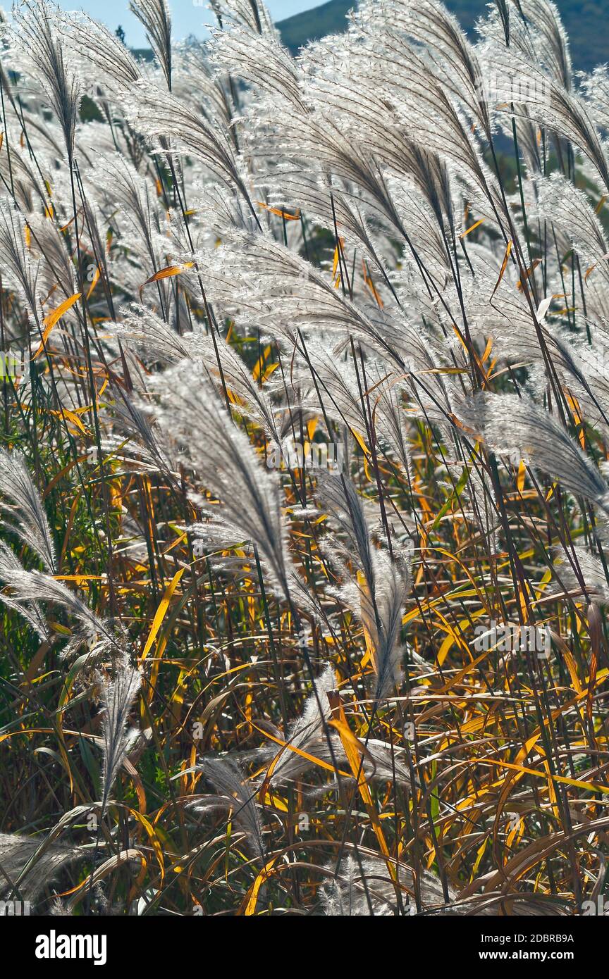 Amur erba di argento (Miscanthus sacchariflorus). Noto anche come il giapponese di erba di argento. Foto Stock