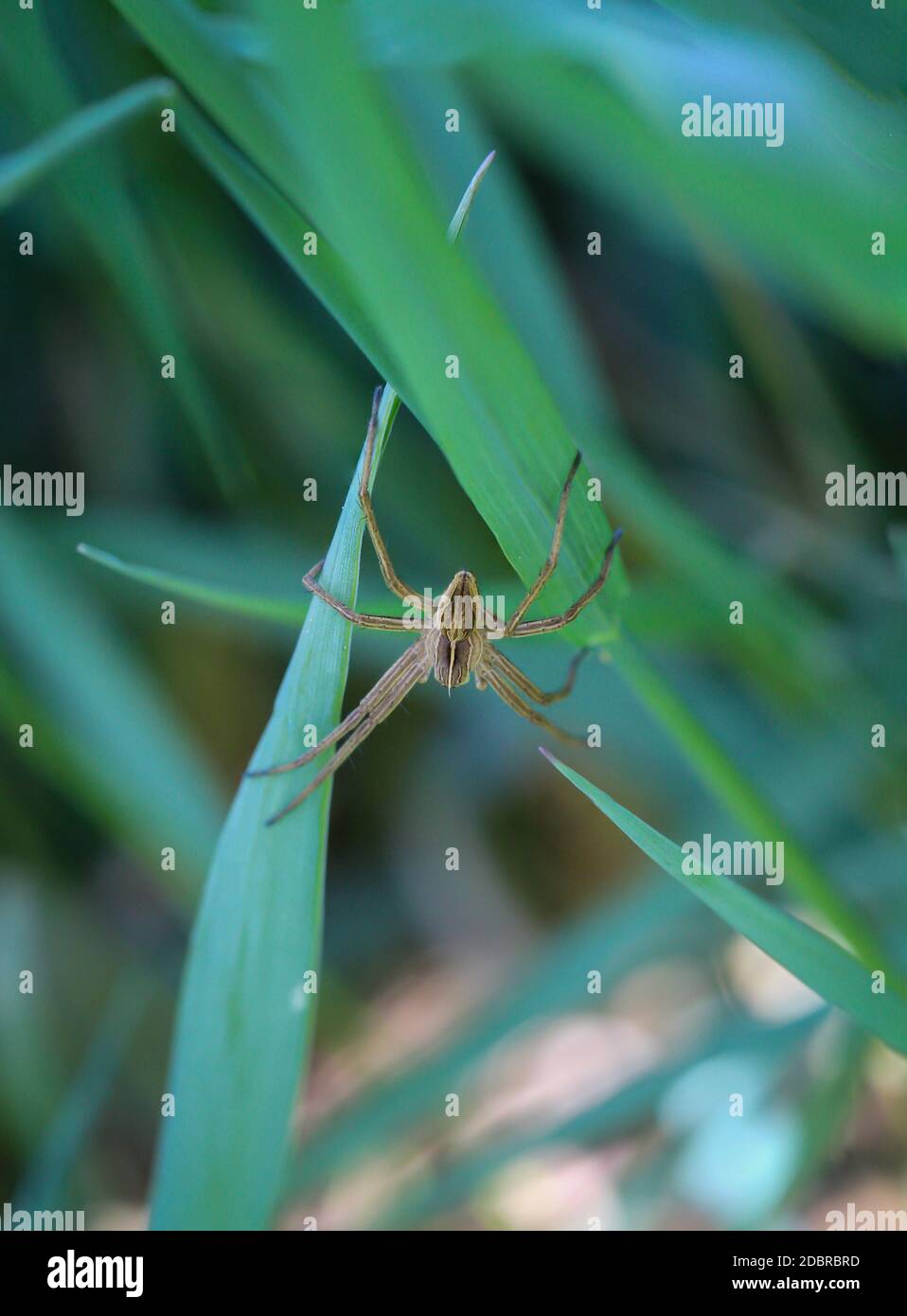 Un primo piano di un ragno nascosto nell'erba profonda. Foto Stock