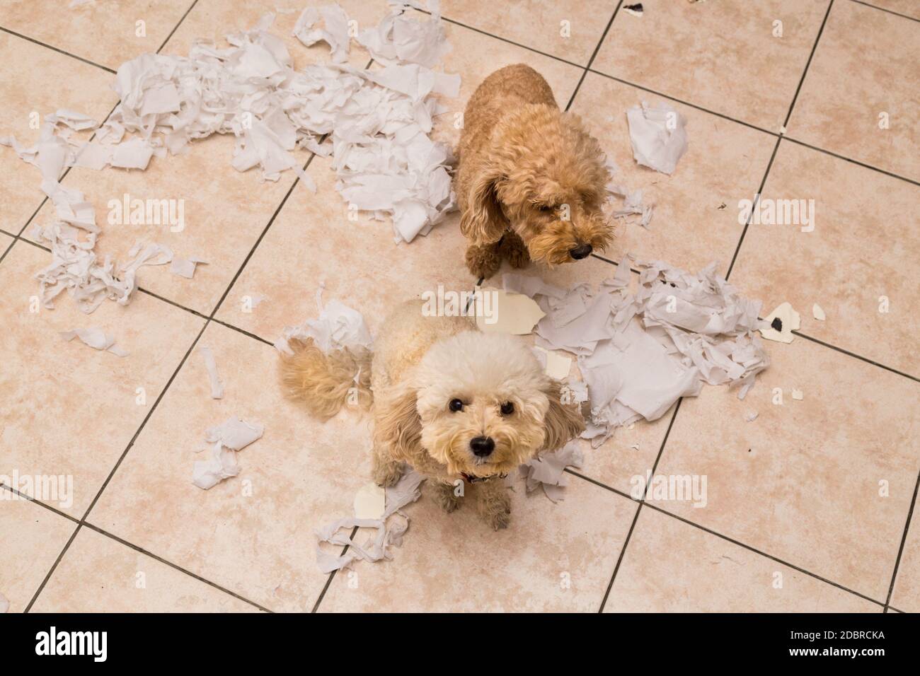 Il cane Naughty distrusse il rotolo di tessuto in pezzi quando a casa da solo Foto Stock