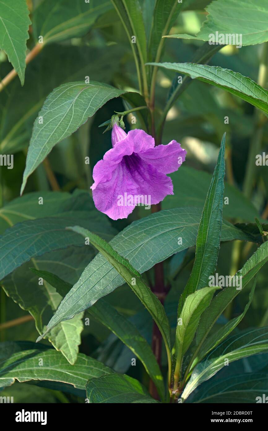 Petunia selvatica di Britton (Ruellia simplex). Chiamato petunia messicana e bluebell messicano anche. Sinonimo: Ruellia brittoniana Foto Stock