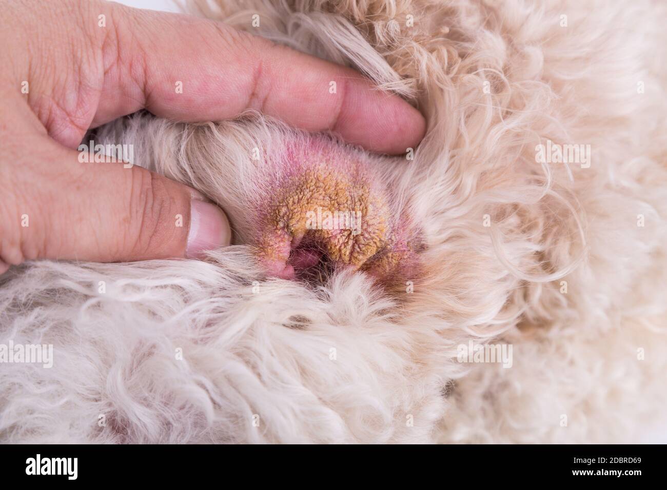 Pelle secca dell'orecchio del cane, suggerendo il sintomo di ematoma murale  Foto stock - Alamy