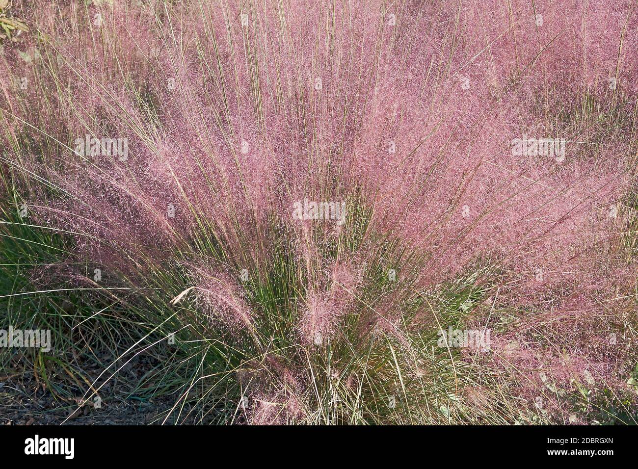 Muhly Hairawn (Muhlenbergia capillaris). Chiamato Golfo anche muhly Foto Stock