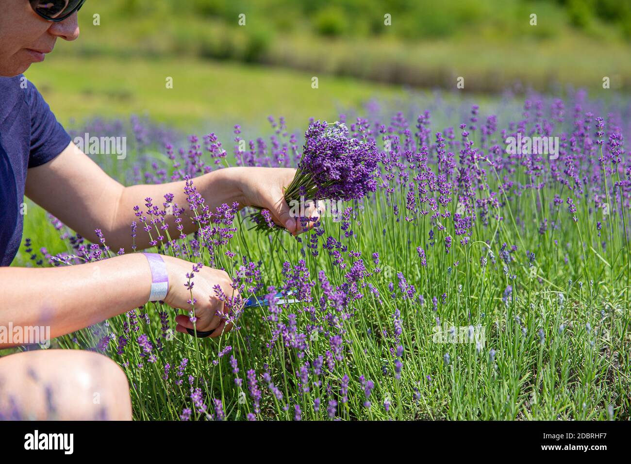 Donna in giardino di lavanda raccolta di fiori viola profondo Foto Stock