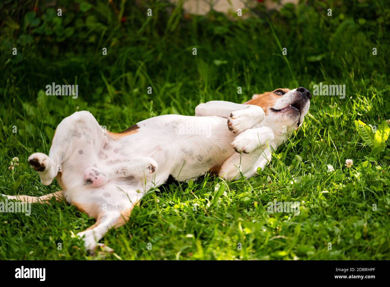 Cane tricolore beagle che rotola in erba il giorno d'estate. Tema del comportamento del cane. Foto Stock