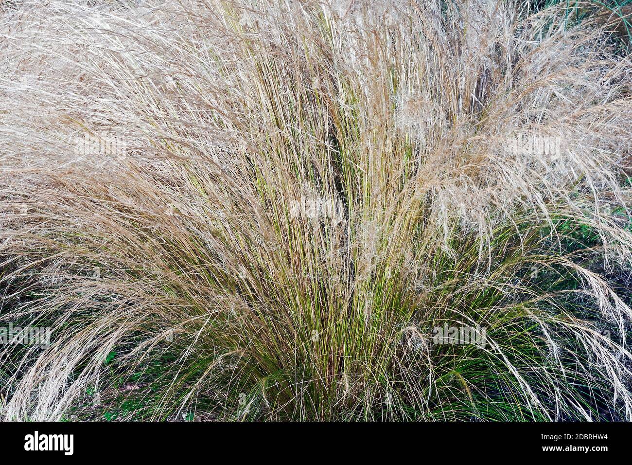 Piume messicane (Nassella tenuissima). Chiamato Fintestem agugliano, rineleaved nassella e argentino ago-erba anche Foto Stock