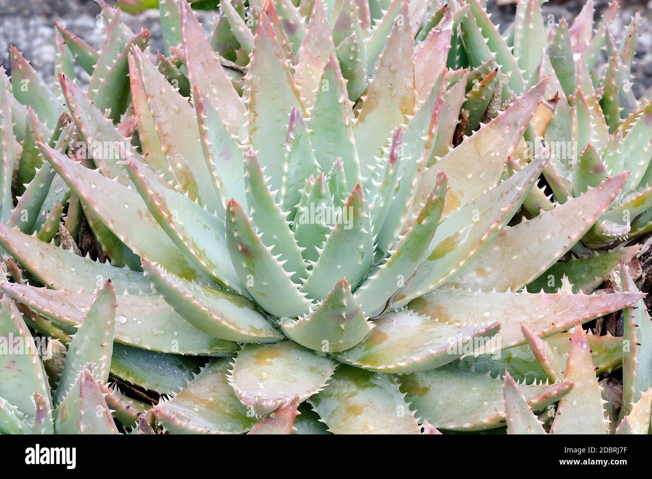 Aloe a foglie corte (aloe brevifolia). Chiamato anche Kleinaalwyn Foto Stock