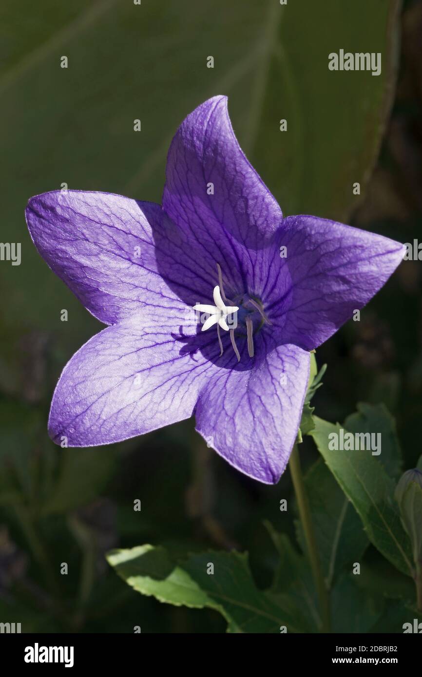 Fiore di palloncino (Platycodon grandiflorus). Chiamato anche il fiore di guerra cinese e Platycodon Foto Stock