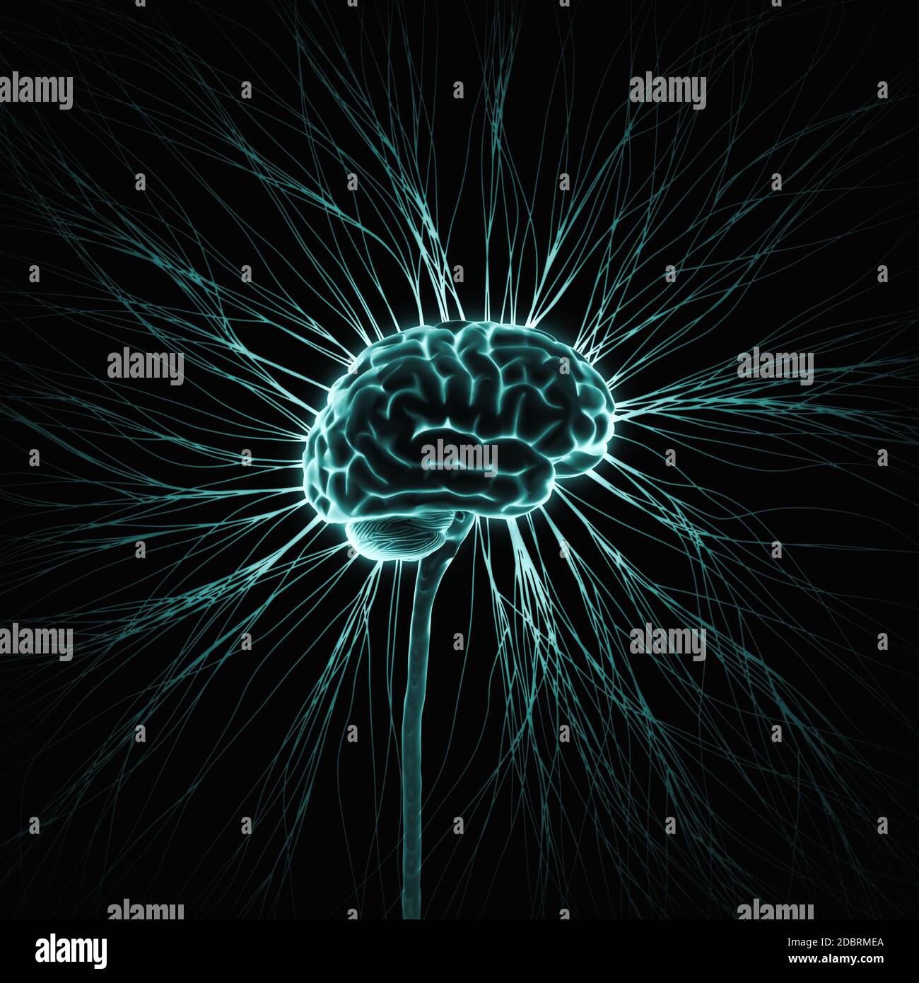 Sistema nervoso centrale. Cervello e midollo spinale con ramo che esce via. Illustrazione concettuale del cervello 3D. Foto Stock