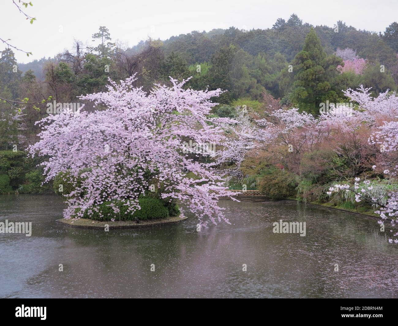 Ryoanji Temple Grounds, Lago con fiori di ciliegia, a Kyoto, Giappone. Foto Stock