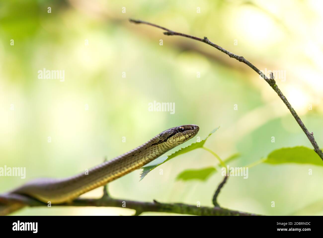 Serpente liscio non venoso, salita Coronella austriaca su albero, Repubblica Ceca, fauna selvatica europea Foto Stock