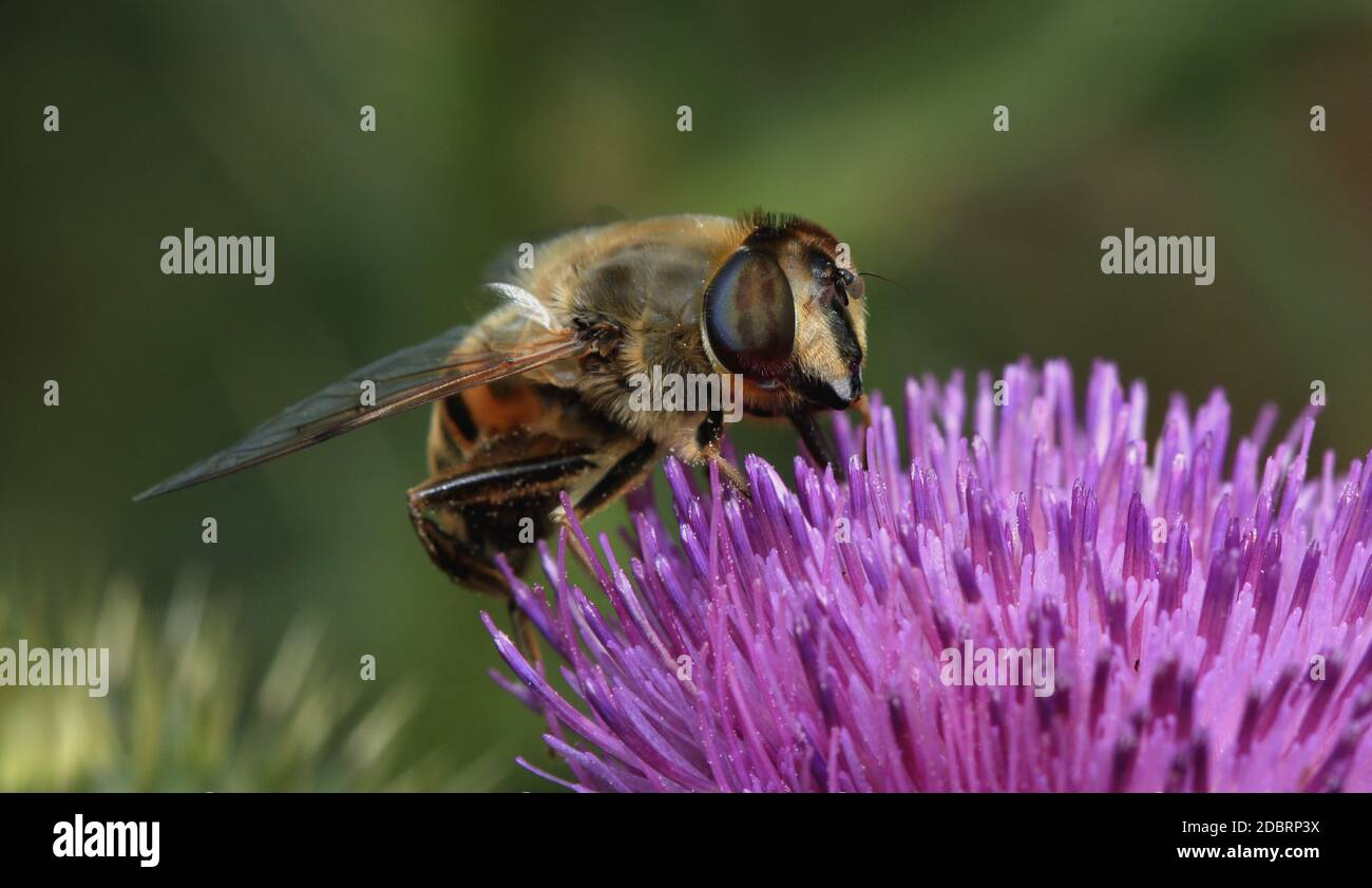 Drone fly, Eristalis tenax, sul fiore di un cardo di lancia Foto Stock