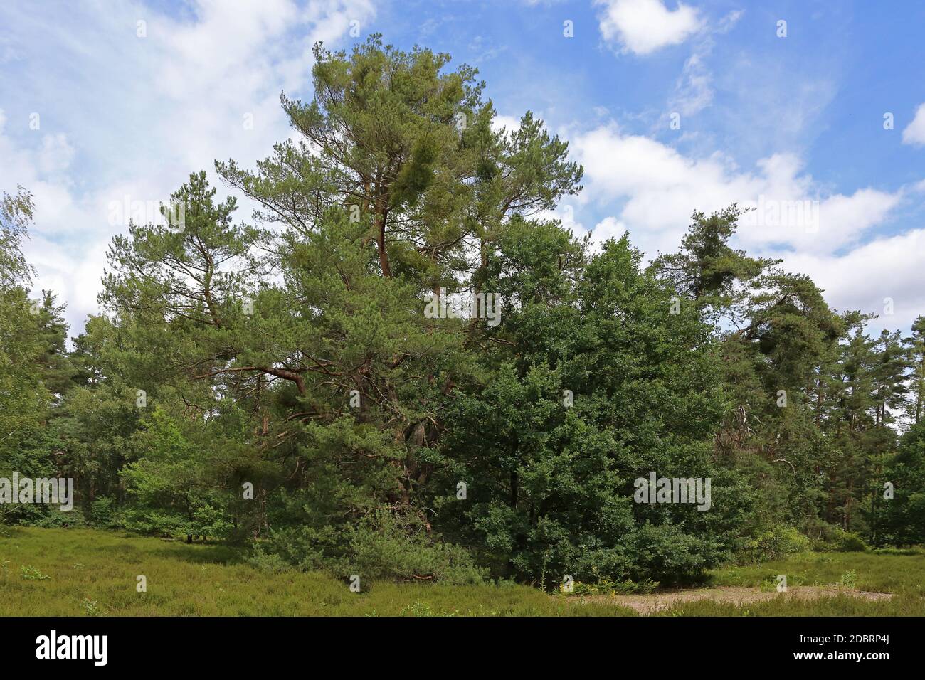 Pino Pinus sylvestris nella Riserva Naturale Hirschacker Foto Stock