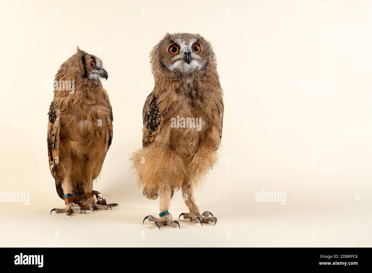 Zwei Bengalenuhus, auch Indischer Uhu oder Indienuhu (Bubo bengalensis), biked nach links und nach vorne, Jungtier, cattività, 8 Wochen, Studioaufnah Foto Stock