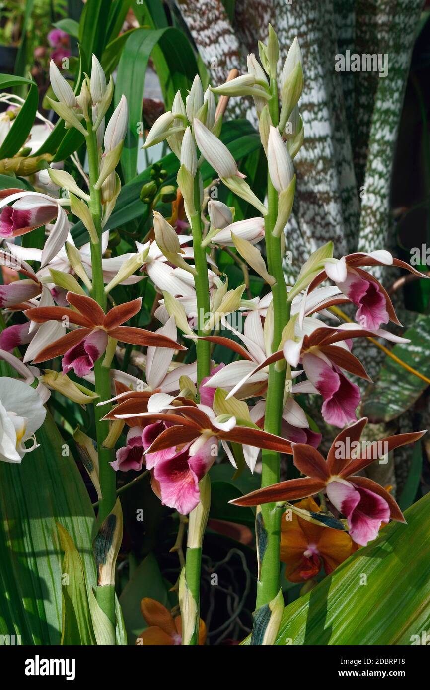 Maggiore Swamp-ORCHIDEA (Phaius tankervilleae). Chiamato Giglio di palude, Orchidea palustre, NUN'S-hood orchid, velata orchid, Lady Tankerville's Swamp orchid anche. Foto Stock