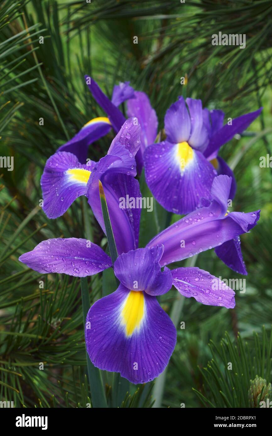 Iris olandese (Iris xiphium). Chiamato anche iris spagnolo. Foto Stock
