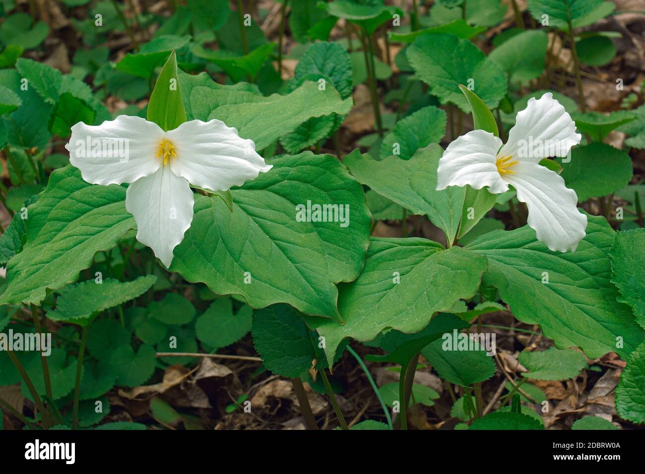 trillio bianco (Trillium grandiflorum). Chiamato trillium a fiore grande, Grande trillio bianco e Wake-robin anche Foto Stock